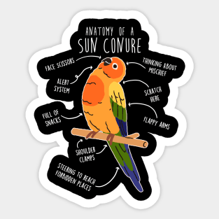 Sun Conure Parrot Anatomy Sticker